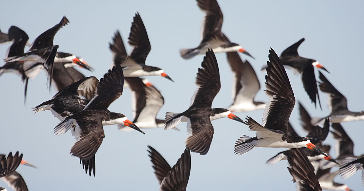 Black Skimmer