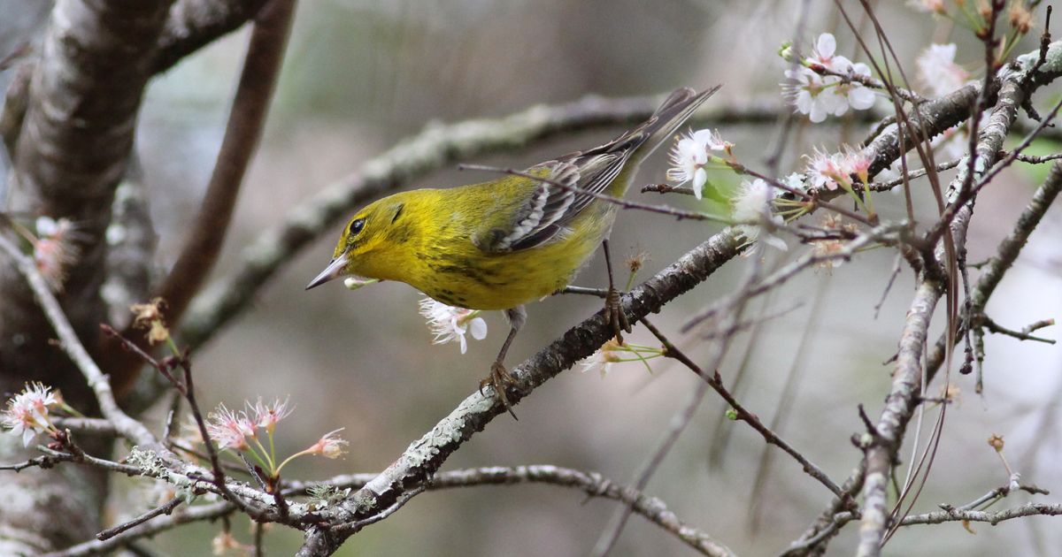A warbler perches on a branch dotted with pink blossoms.