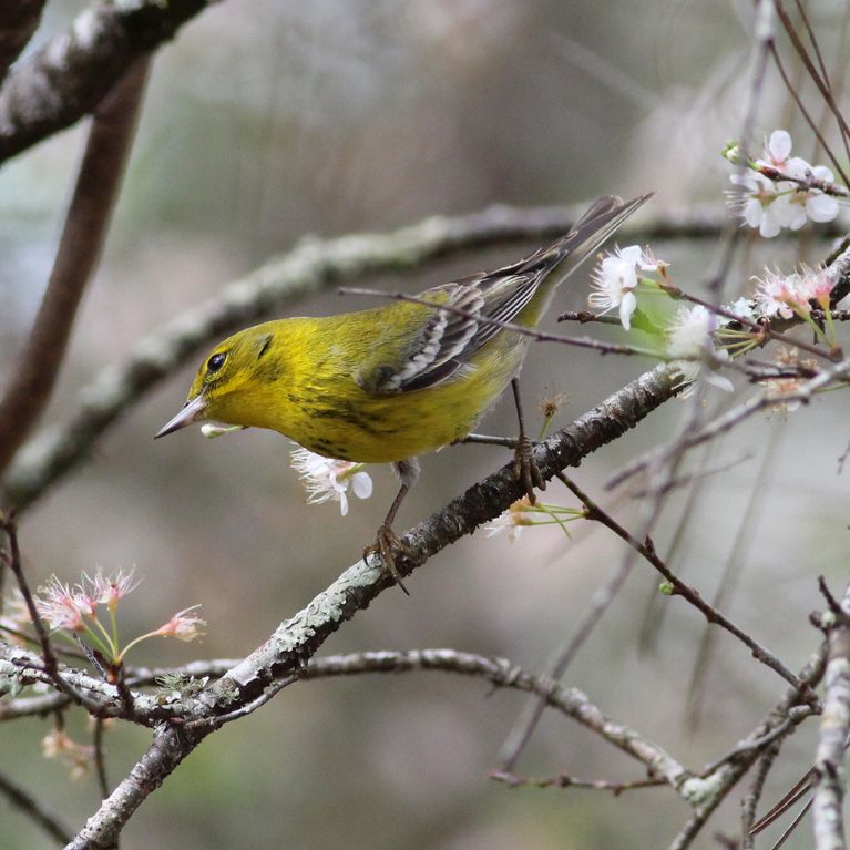 A warbler perchs on an arched branch dotted with pink blossoms.