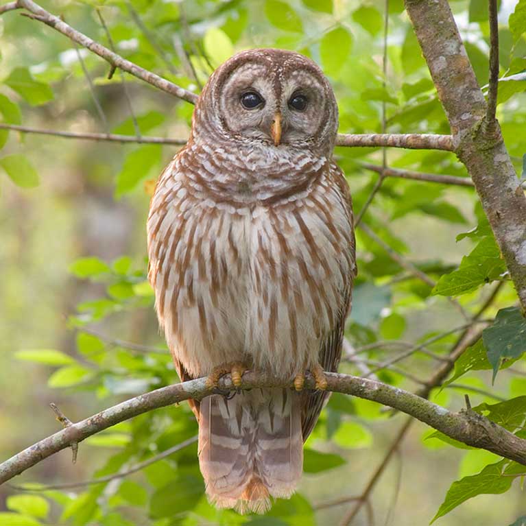 Barred Owl