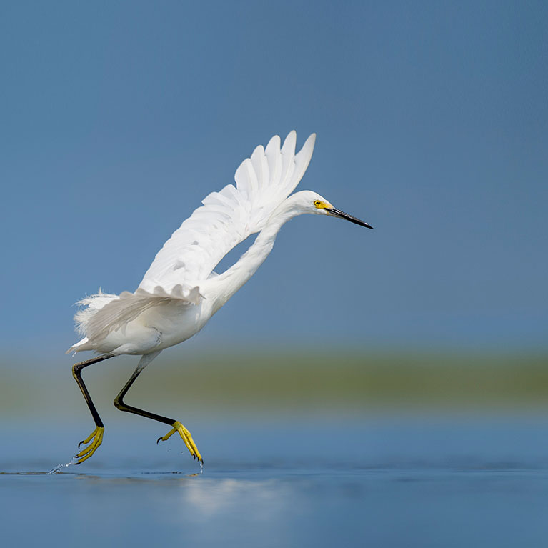 Snowy Egret