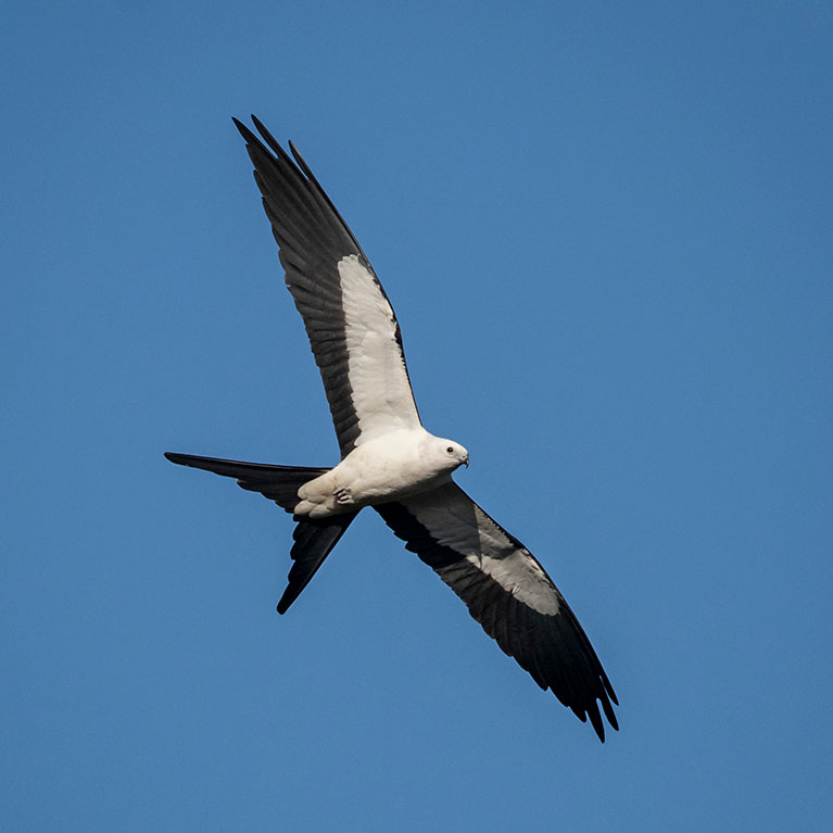Swallow-tailed Kite