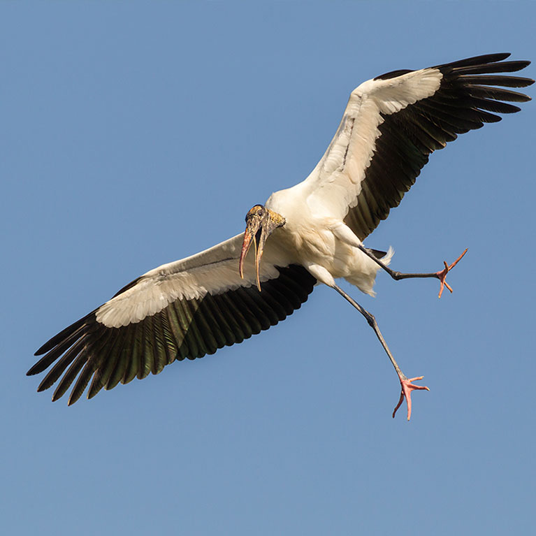 Wood Stork