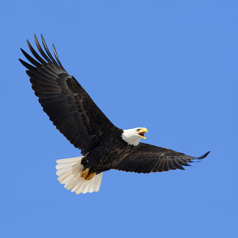 Bald Eagle