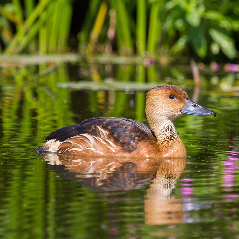 Fulvous Whistling Duck