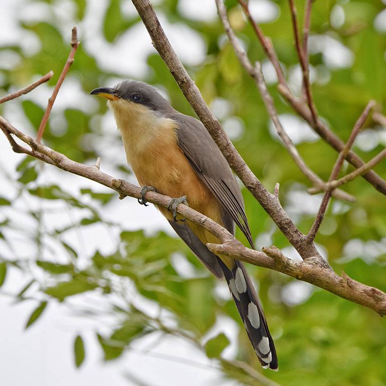 Mangrove Cuckoo