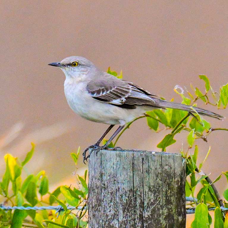 Northern Mockingbird