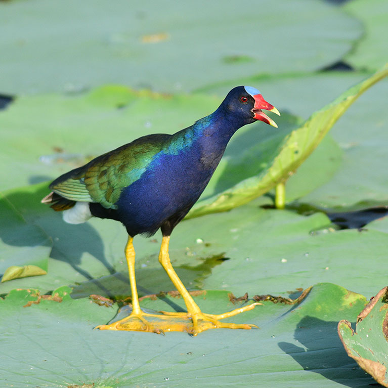 Purple Gallinule