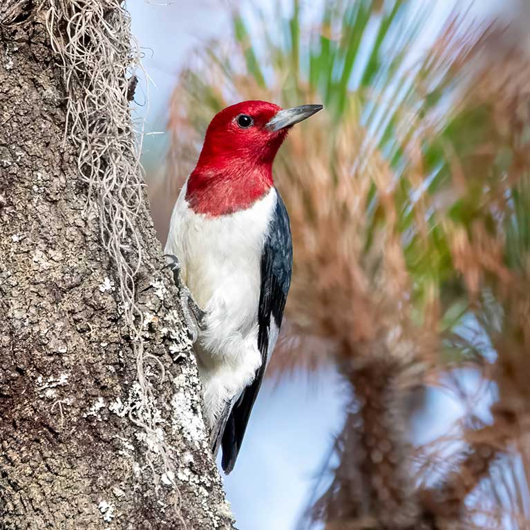 Red-headed Woodpecker