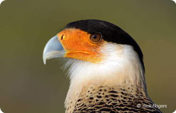 Crested Caracara | GFBWT