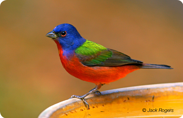 Painted Bunting | GFBWT