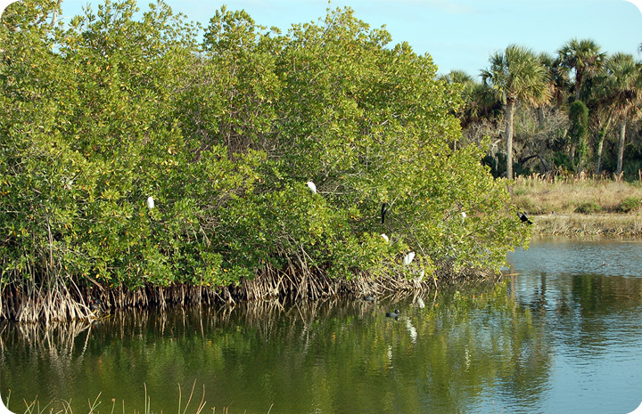 mangrove-swamp-gfbwt