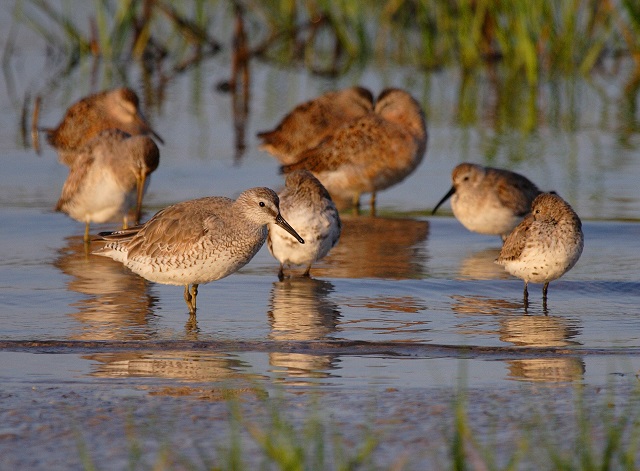 Big Bend Wildlife Management Area: Hagen’s Cove | GFBWT