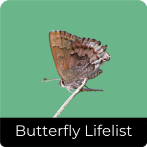 butterfly life list