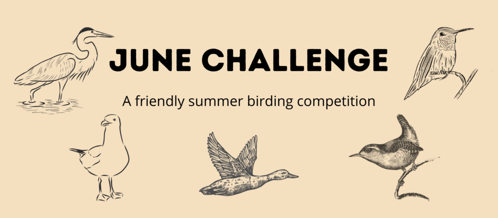 Sketches of birds with text saying June Challenge.  A Friendly summer birding competition.  