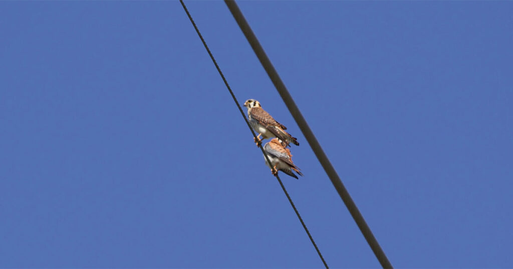 Southeastern American Kestrels
