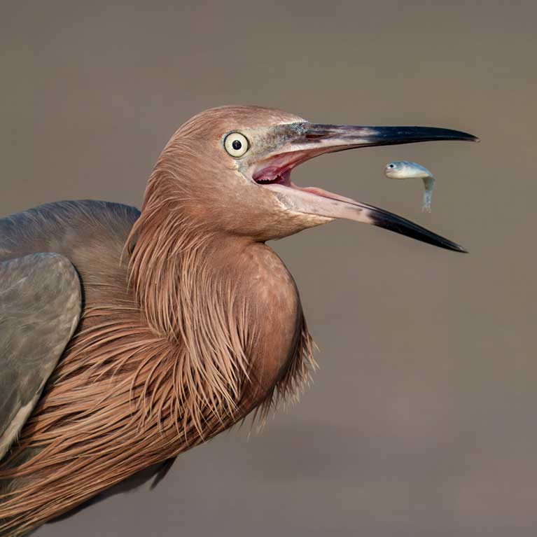 Reddish Egret